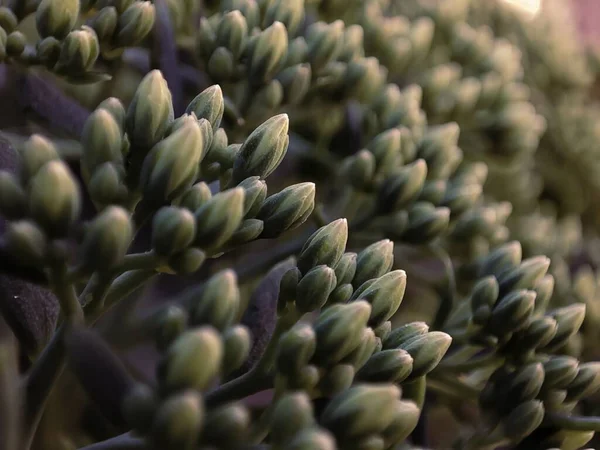 Pąki Małych Kwiatów Zwanych Kapustą Zająca — Zdjęcie stockowe