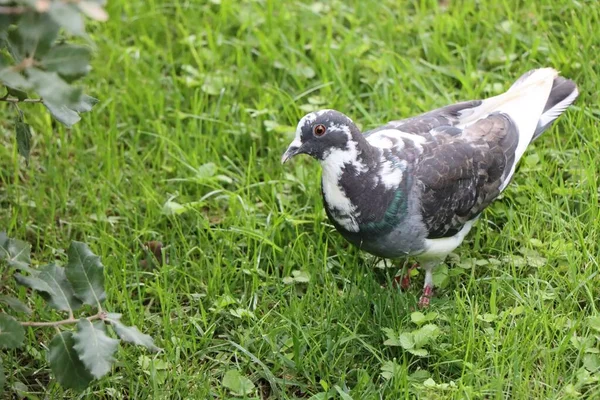 Зеленій Траві Висить Котлевий Голуб Columba Livia Domestica — стокове фото