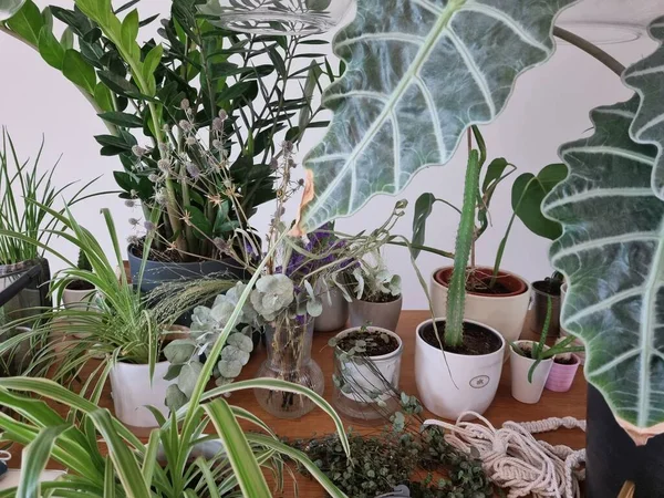 Nombreuses Plantes Vertes Pot Sur Une Table Bois Contre Mur — Photo