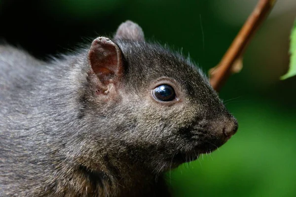 Makroaufnahme Eines Östlichen Grauhörnchens — Stockfoto