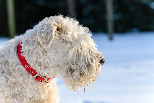 A soft coated wheaten terrier standing in the snow