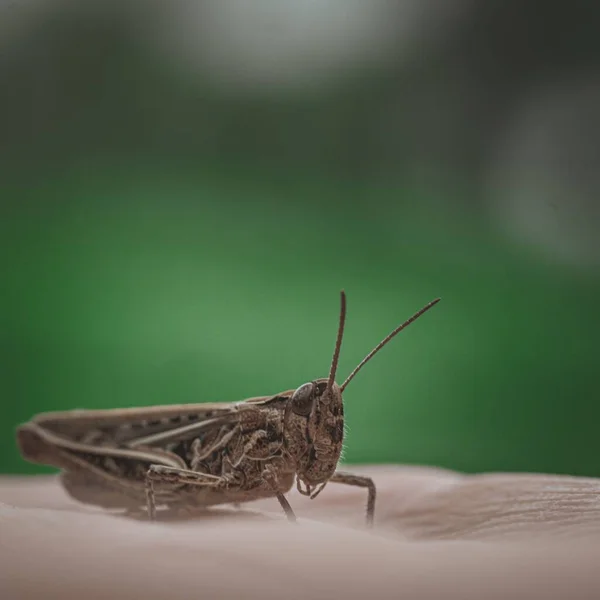 Makro Záběr Šedé Kobylky Zeleném Rozmazaném Pozadí — Stock fotografie