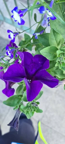 Tiro Vertical Uma Espécie Flor Petunia Com Pétalas Roxas — Fotografia de Stock