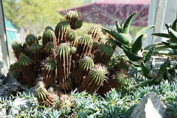 温室中植物仙人掌植物的高角景观 — 图库照片