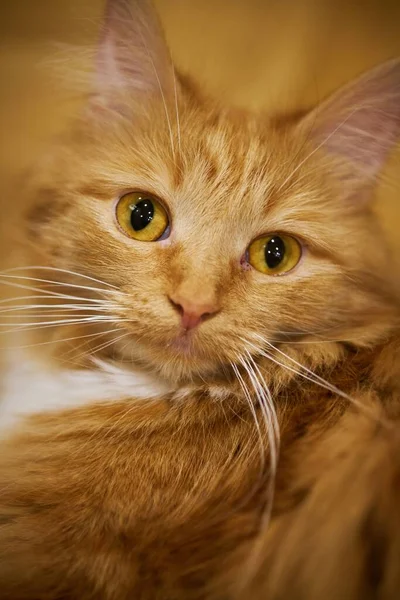 Porträt Einer Pelzigen Süßen Katze — Stockfoto