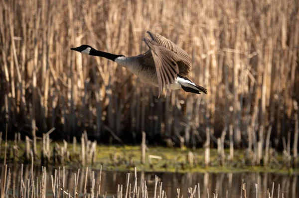 Vacker Utsikt Över Kanadagås Flyger Ovanför Torkat Gräs Och Sjö — Stockfoto