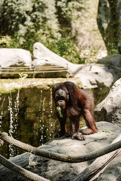 一只猴子坐在动物园的地上 — 图库照片