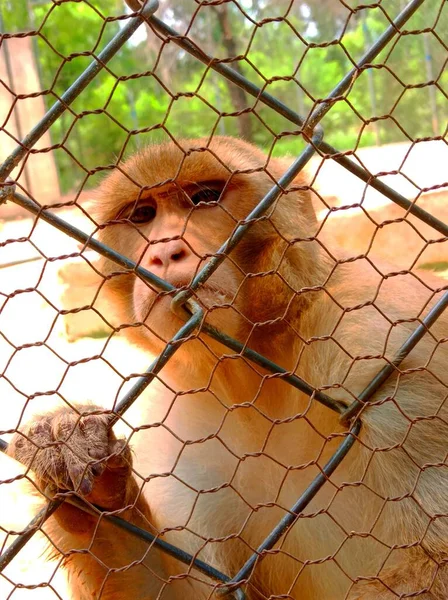 动物园里一只可爱的猴子躲在栅栏后面的垂直镜头 — 图库照片