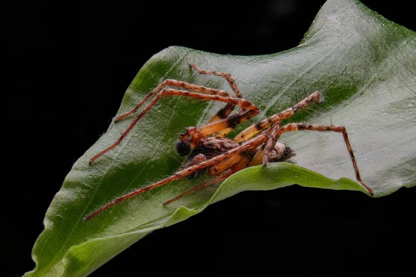 Μια Μακροσκοπική Φωτογραφία Μιας Αράχνης Ένα Φύλλο — Φωτογραφία Αρχείου