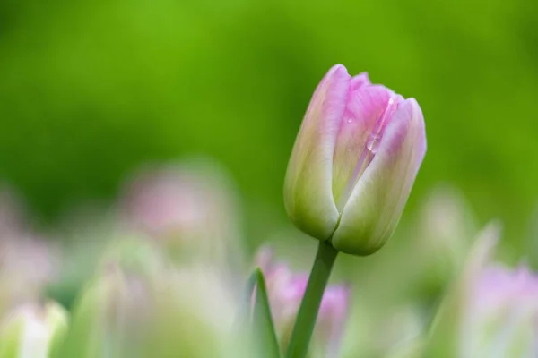 Primo Piano Bellissimo Tulipano Giardino Con Sfondo Sfocato — Foto Stock