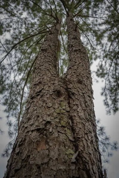 Een Lage Hoek Opname Van Een Boom Stam Gesplitst Twee — Stockfoto