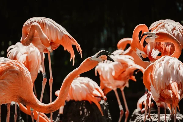 Flamingo Står Dammen — Stockfoto