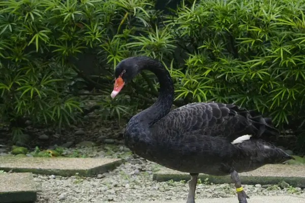 Hayvanat Bahçesinde Dinlenen Zarif Siyah Bir Kuğu — Stok fotoğraf