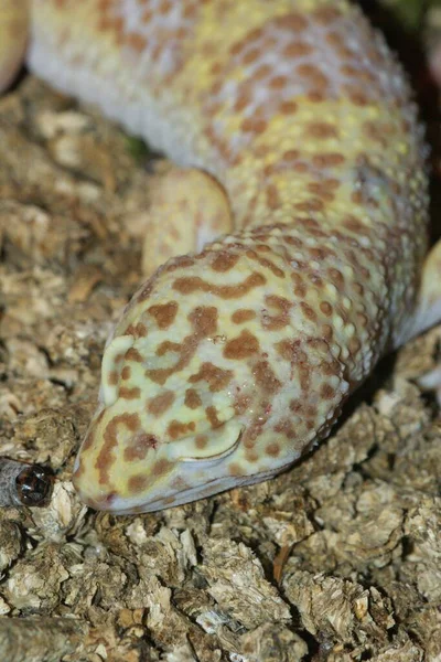 Closeup Vertical Colorido Leopardo Comum Gecko Eublepharis Macularius — Fotografia de Stock