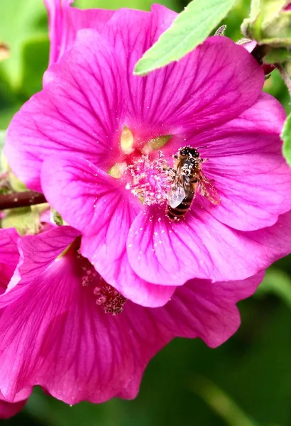 Пчела Собирает Пыльцу Розового Цветка Мальвы — стоковое фото