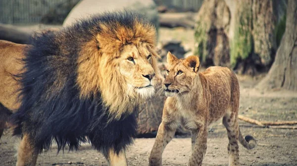 狮子和母狮的特写镜头 — 图库照片