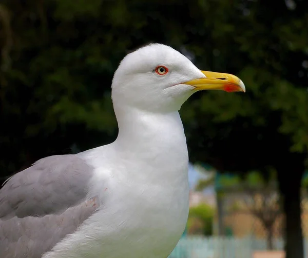 Vista Cerca Una Gaviota Arenque Europea Aire Libre —  Fotos de Stock