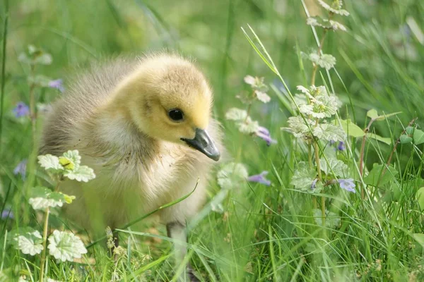 Adorable Poussin Oie Canada Fraîchement Éclos Dans Herbe — Photo