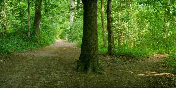 Hermoso Paisaje Bosque Verde — Foto de Stock