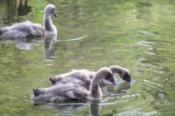 Close Grupo Cisne Bebê Fofo Nadando Uma Lagoa Jardim Zoológico — Fotografia de Stock