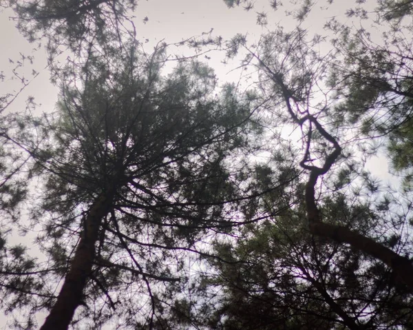 Tiro Ângulo Baixo Árvores Verdes Crescendo Contra Céu Nublado — Fotografia de Stock