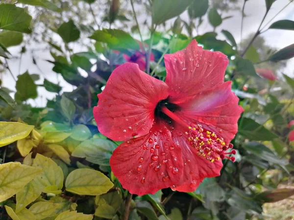 Den Kinesiska Hibiskusen Kina Ros Hawaiian Hibiscus Växer Trädgården — Stockfoto