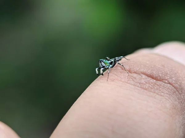 人の指に小さな緑のクモ — ストック写真