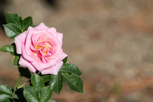 Ένα Ροζ Τριαντάφυλλο Ανθίζει Στον Κήπο — Φωτογραφία Αρχείου