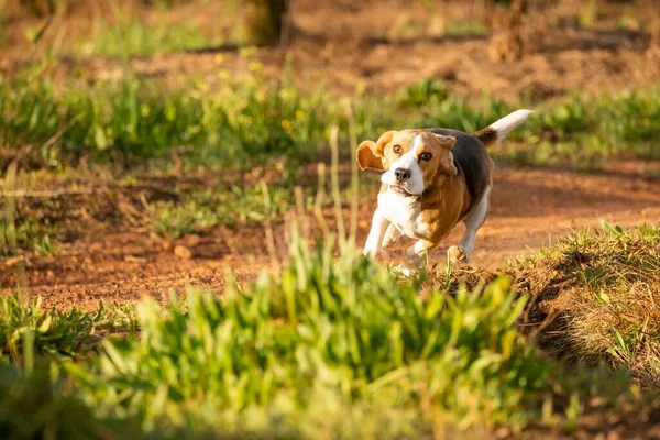 Beagle Dog Running Outdoors — Stock Photo, Image