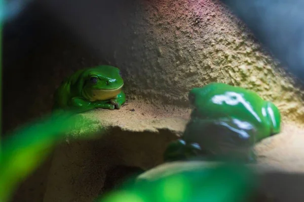 Two Green Toads Lighta — Stock Photo, Image