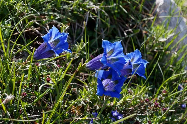 Las Flores Azules Gentiana Acaulis Campo — Foto de Stock