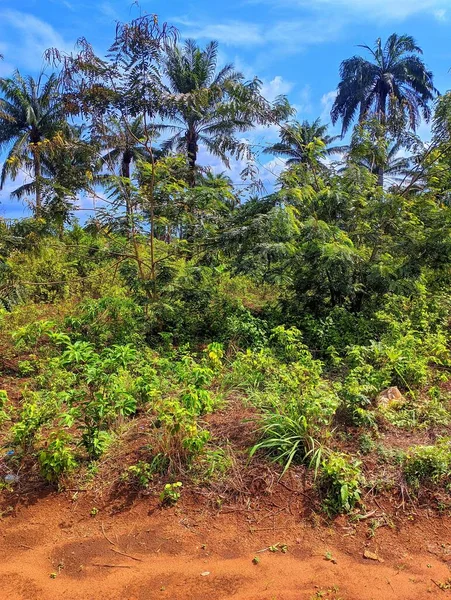 Plano Vertical Hermoso Paisaje Con Palmeras Rojas Cielo Azul — Foto de Stock