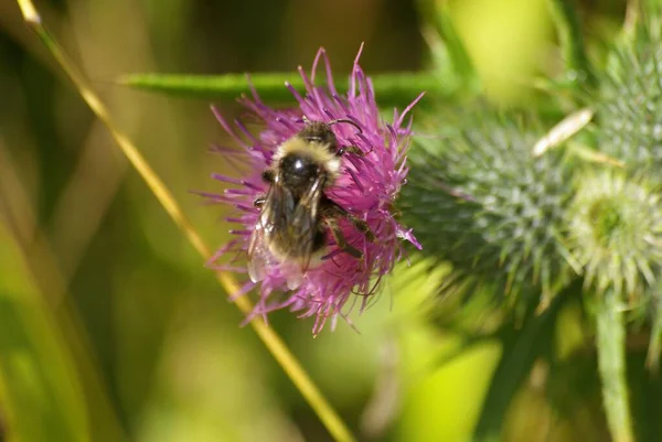 Крупный План Пчелы Фиолетовом Чертополохе Лугу Солнечный День — стоковое фото