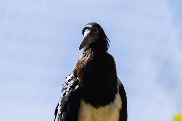 一只长着尖嘴的黑鸟的特写镜头 后面有模糊的栏杆 — 图库照片
