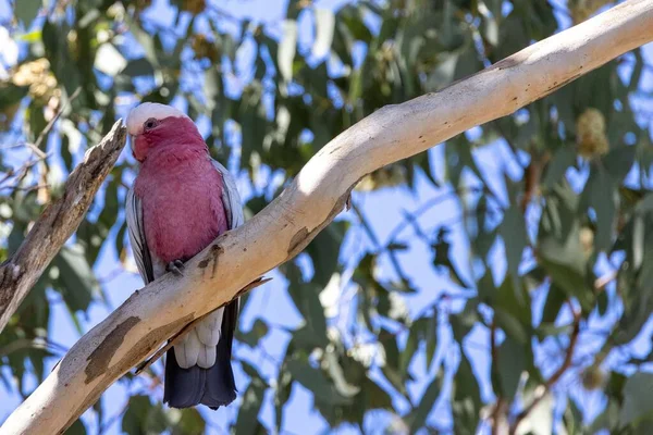 Cute Galah Eolophus Roseicapilla Also Known Rose Breasted Cockatoo Branch — Stock Photo, Image
