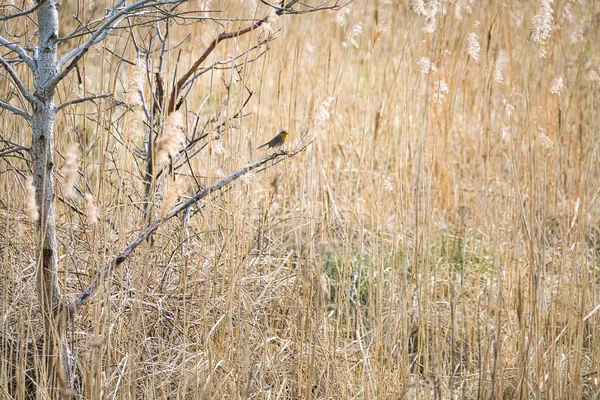 乾燥した畑の木の枝に孤独な鳥が倒れる美しい自然背景 — ストック写真