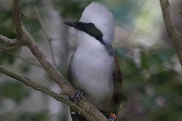 White Crested Laughingthrush Perched Twig — Stock Photo, Image