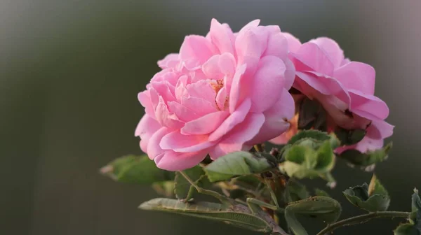 Eine Nahaufnahme Von Blühenden Leuchtend Rosa Rosen — Stockfoto