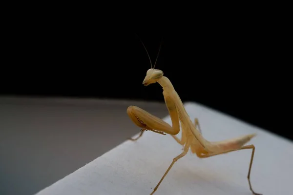 Close Yellow Praying Mantis — Stock Photo, Image