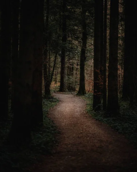 秋の細い道 バイエルンの森 — ストック写真