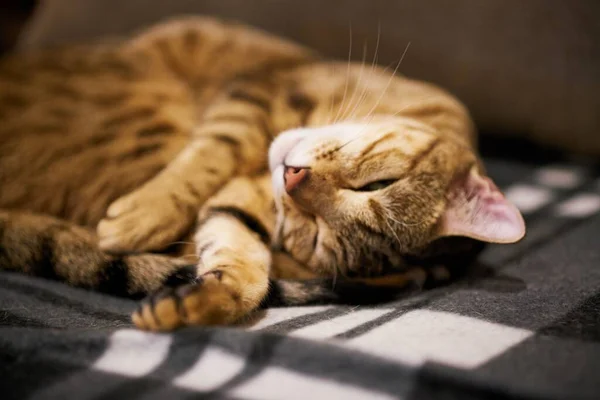 Stripped Furry Cat Sleeping Sunlight — Stock Photo, Image