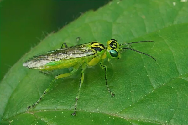 Close Een Groene Bladwesp Rhogogaster Chlorosoma Zittend Een Blad Het — Stockfoto