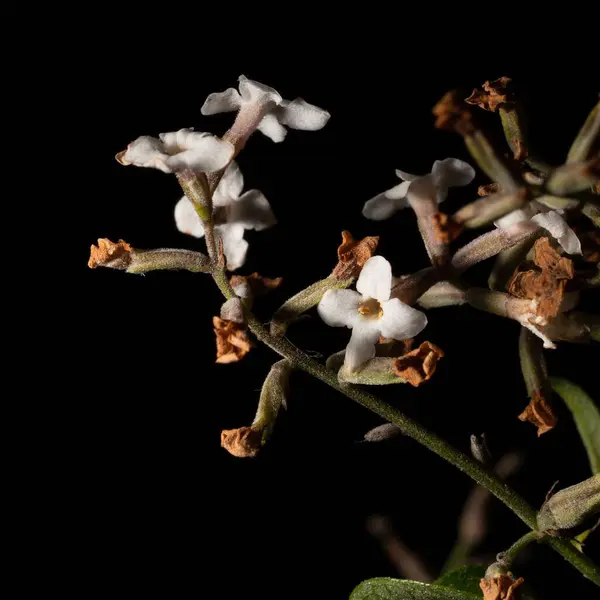 Крупним Планом Крихітні Білі Квіти Ізольовані Чорному Тлі — стокове фото