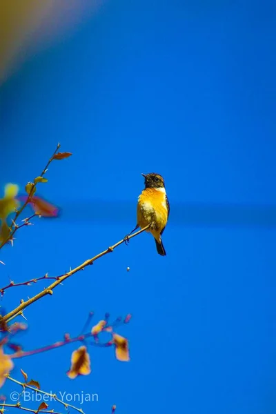 Bir Dala Tünemiş Sıradan Bir Taşkakan Kuşunun Yakın Plan Çekimi — Stok fotoğraf