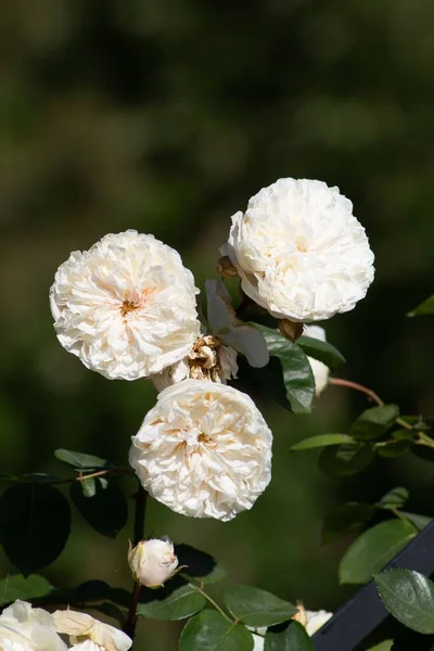 Ένα Κάθετο Πλάνο Από Λευκά Παιώνια Λουλούδια Στον Κήπο — Φωτογραφία Αρχείου