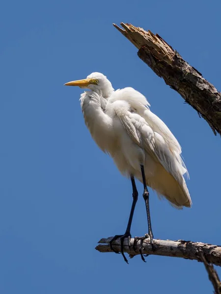 Een Verticaal Schot Van Een Grote Zilverreiger Staand Een Dikke — Stockfoto