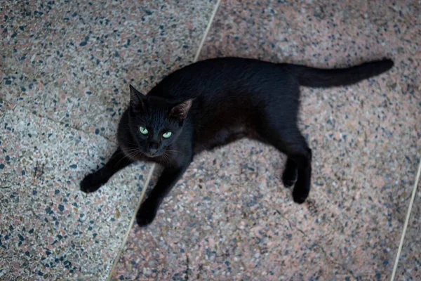 Селективный Снимок Черной Кошки Зелеными Глазами — стоковое фото