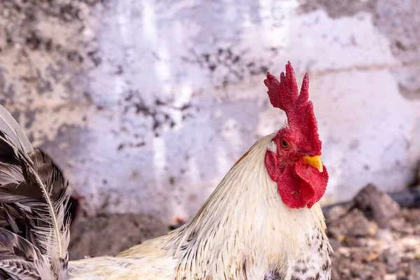 Egy Közeli Kép Egy Kakasról Akinek Fali Háttere Van — Stock Fotó