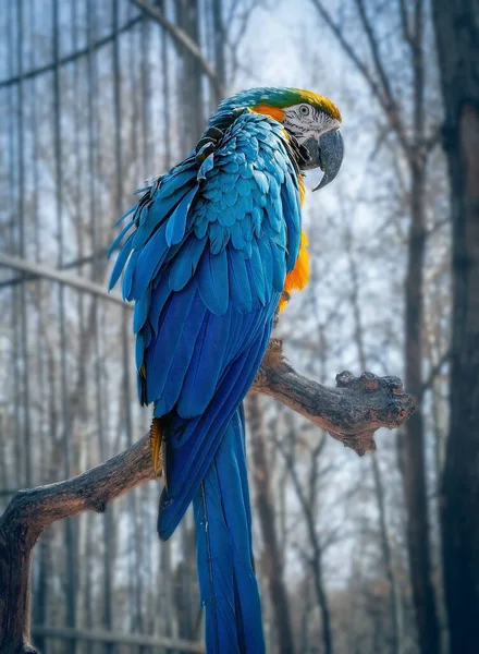 Tiro Vertical Adorável Macaw Empoleirado Ramo — Fotografia de Stock