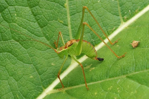 Close Een Mannelijke Gespikkelde Struik Krekel Leptophyes Punctatissima Zittend Een — Stockfoto